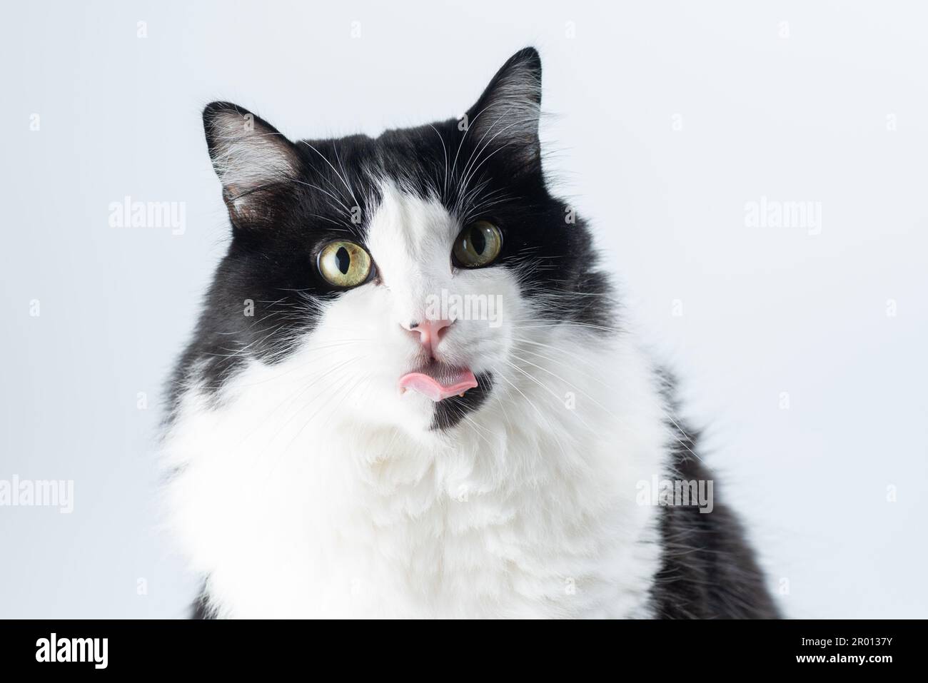 A black and white cat with green eyes on white background Stock Photo ...