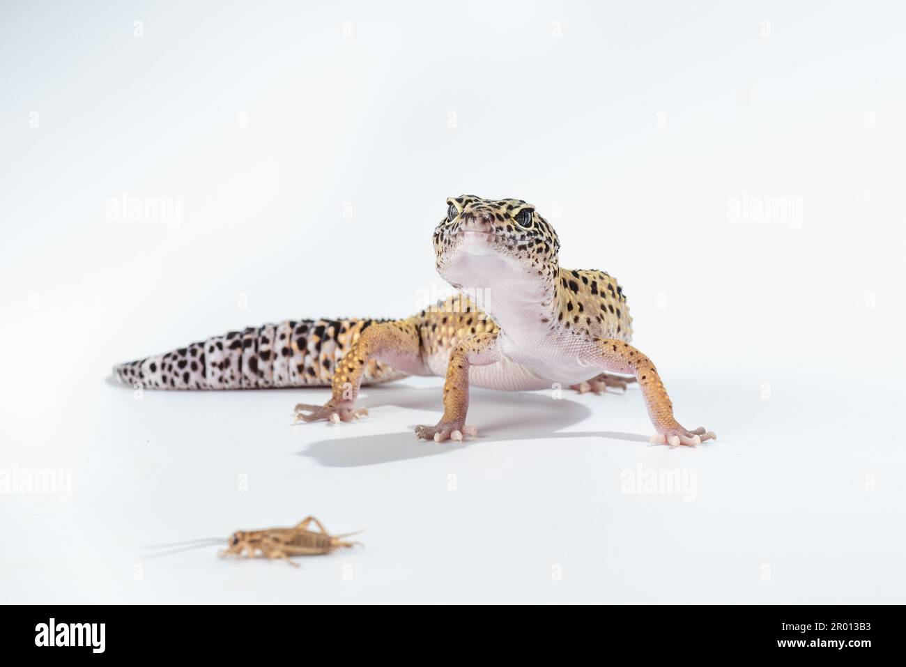 A brown and black gecko lizard with bug isolated on white background ...