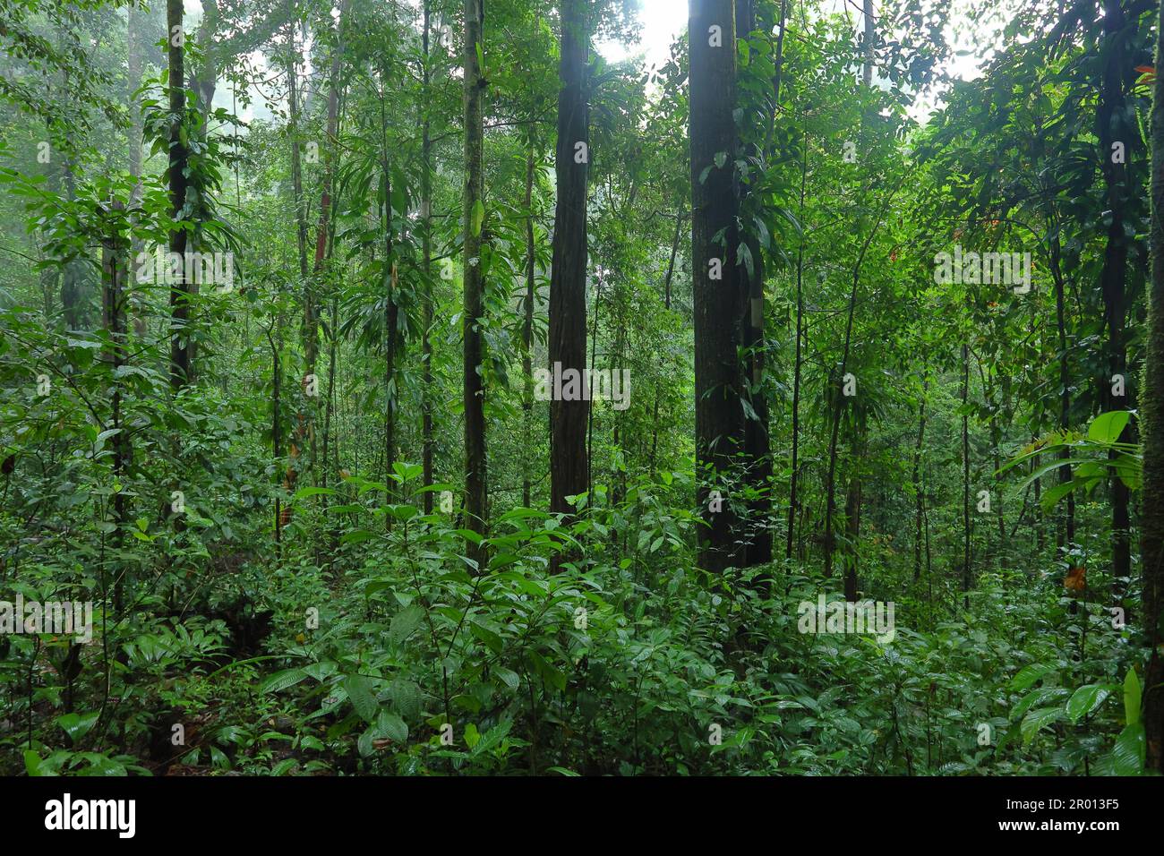 Interior of the Amazon rainforest in French Guiana. Primary rainforest, Amazonia. Brazil jungle, trees in the rainforest. Stock Photo