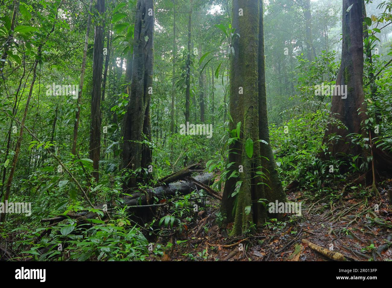 Interior of the Amazon rainforest in French Guiana. Primary rainforest