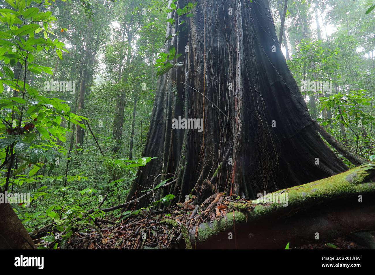 Interior of the Amazon rainforest in French Guiana. Primary rainforest