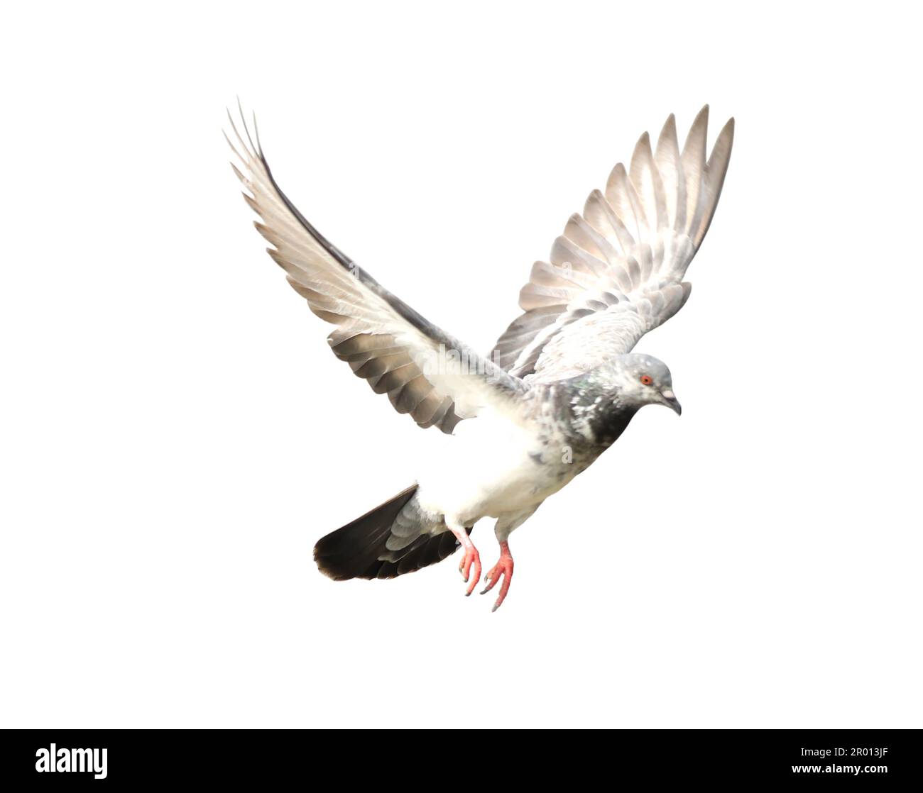 Flying pigeon in action isolated on white background with clipping path.. Grey pigeon in flight isolated. Stock Photo