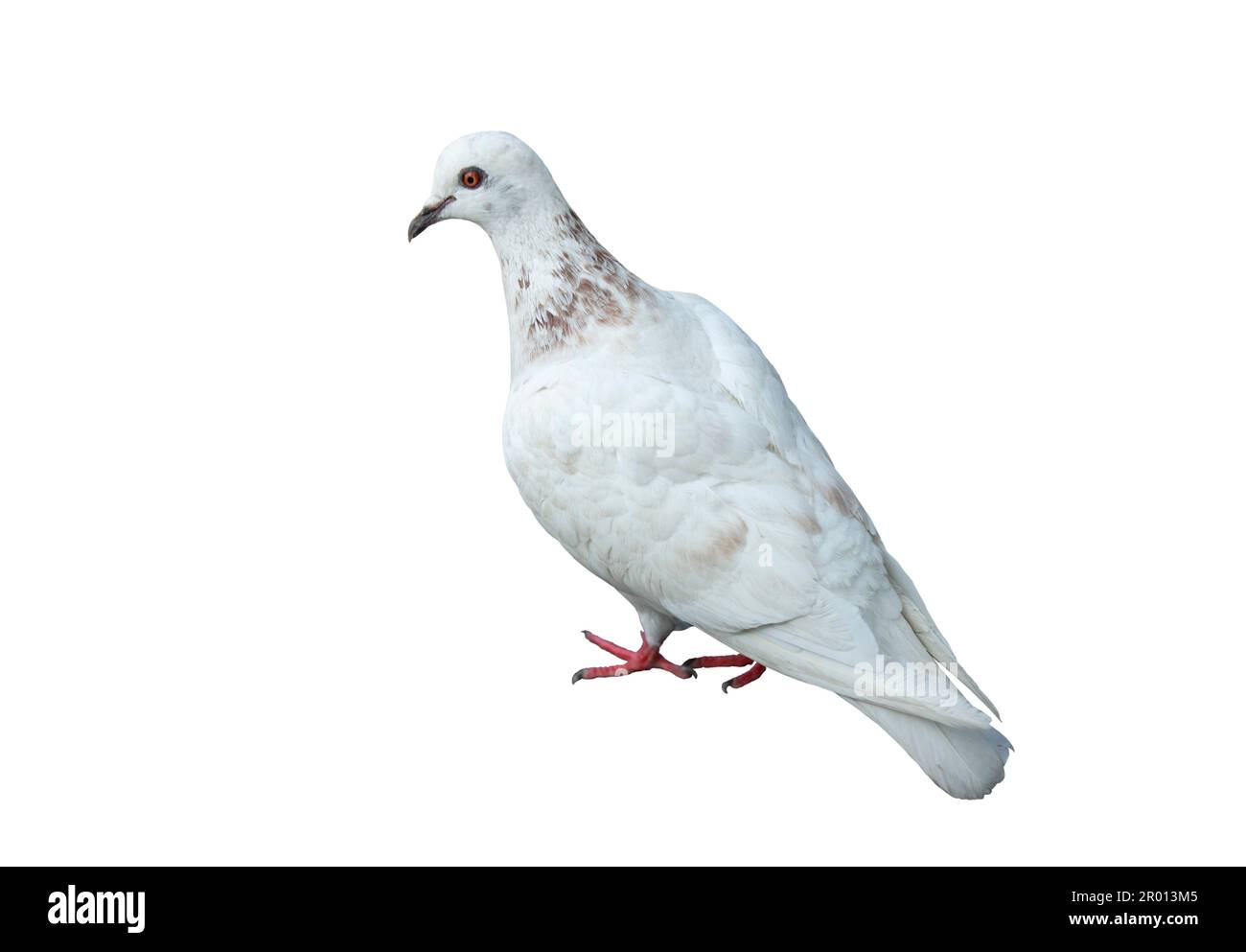 White pigeon isolated on white background Stock Photo