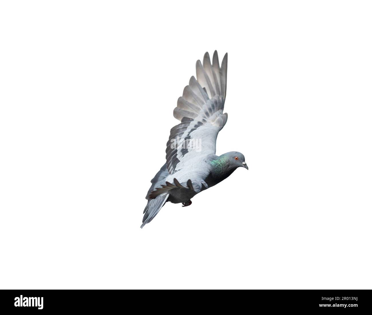 Flying pigeon in action isolated on white background. Grey pigeon in flight isolated. Side view of a dove flying isolated. Stock Photo