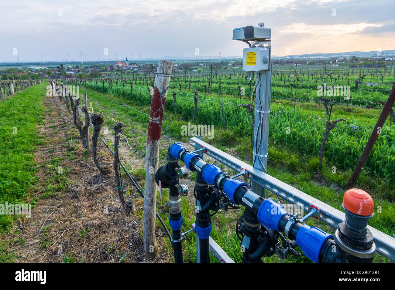 Pillichsdorf: irrigation system, drip irrigation. vineyard, village Pillichsdorf with church in Weinviertel, Niederösterreich, Lower Austria, Austria Stock Photo