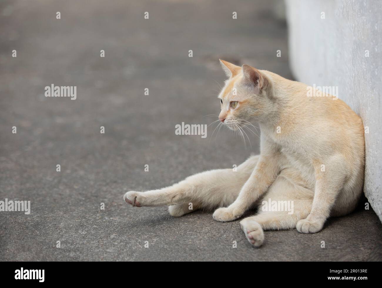 Domestic cat lying on cement floor lean white wall looking at  the left side hand.. Stock Photo