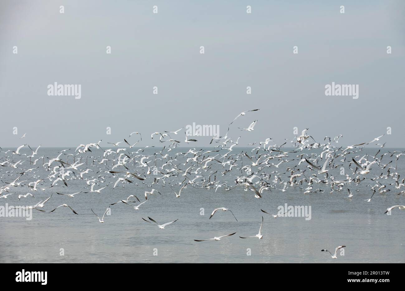 Flock of seagulls flying above the sea Stock Photo