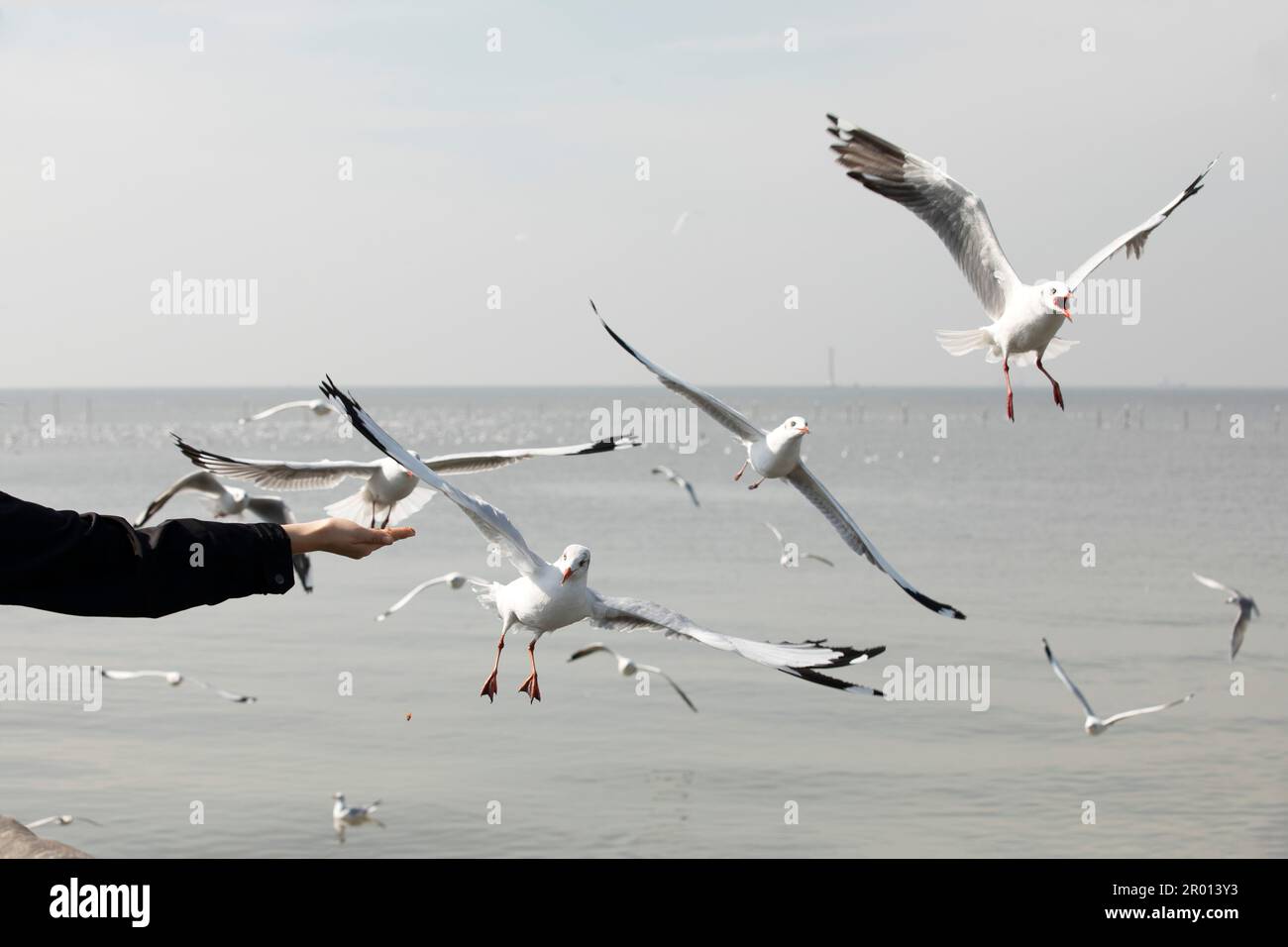Seagall feeding from women hand with blue sea in background Stock Photo