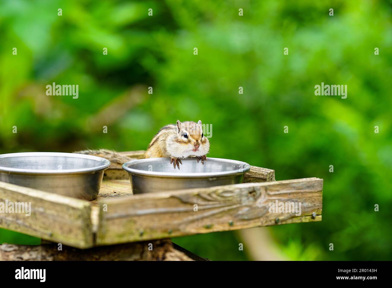 Cute chipmunks active in the forest Stock Photo - Alamy