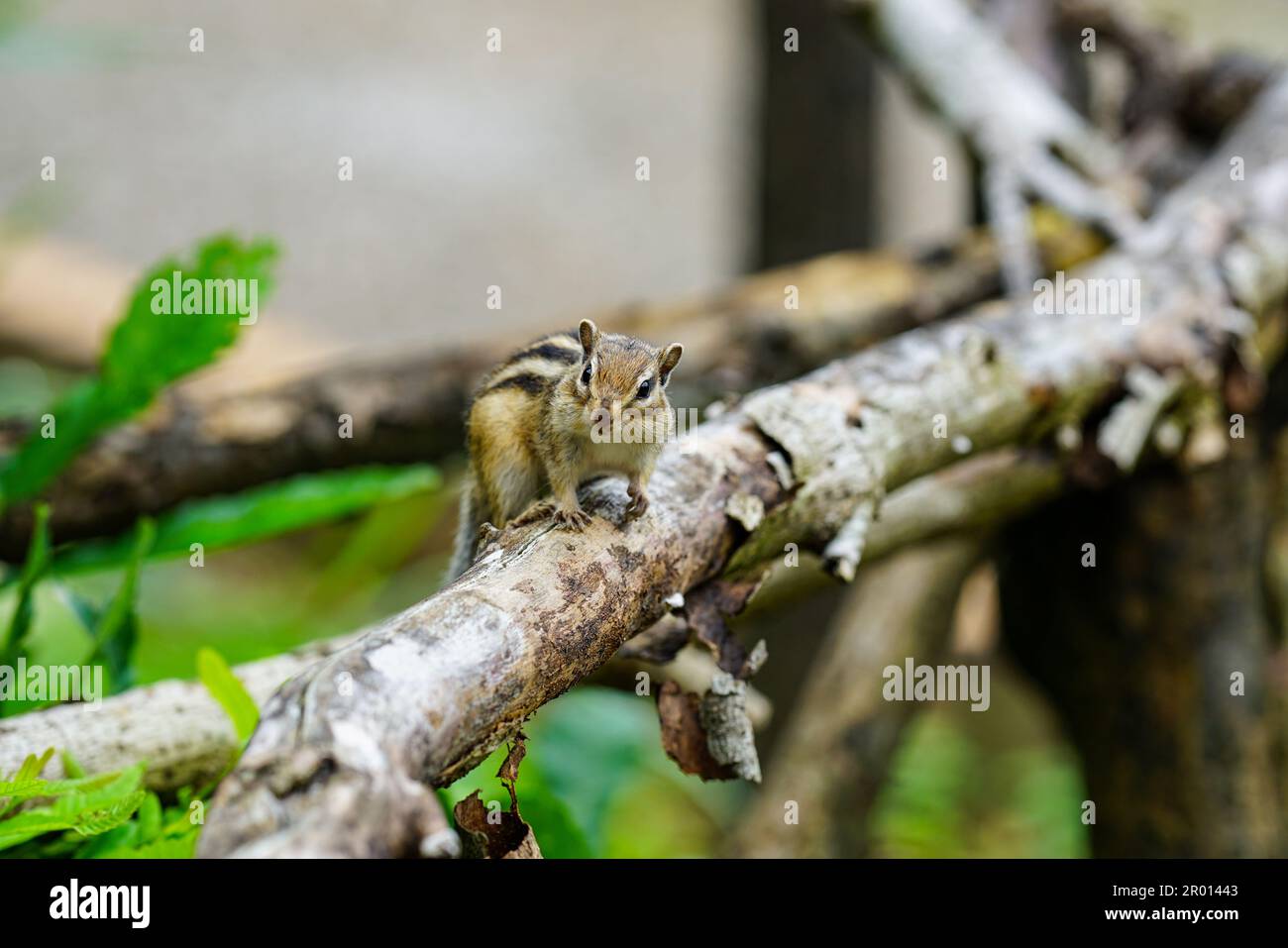 Cute chipmunks active in the forest Stock Photo - Alamy