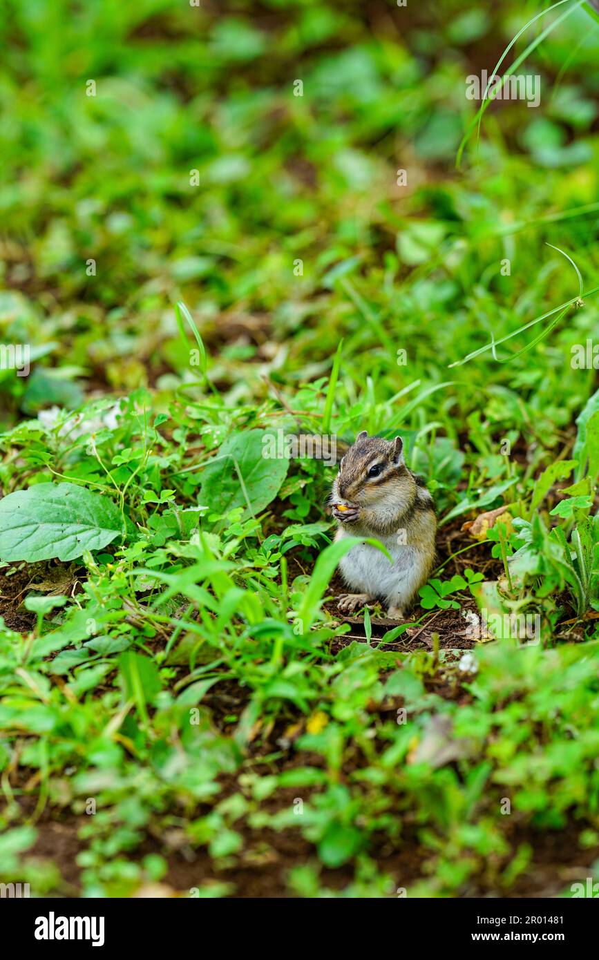 Cute chipmunks active in the forest Stock Photo - Alamy