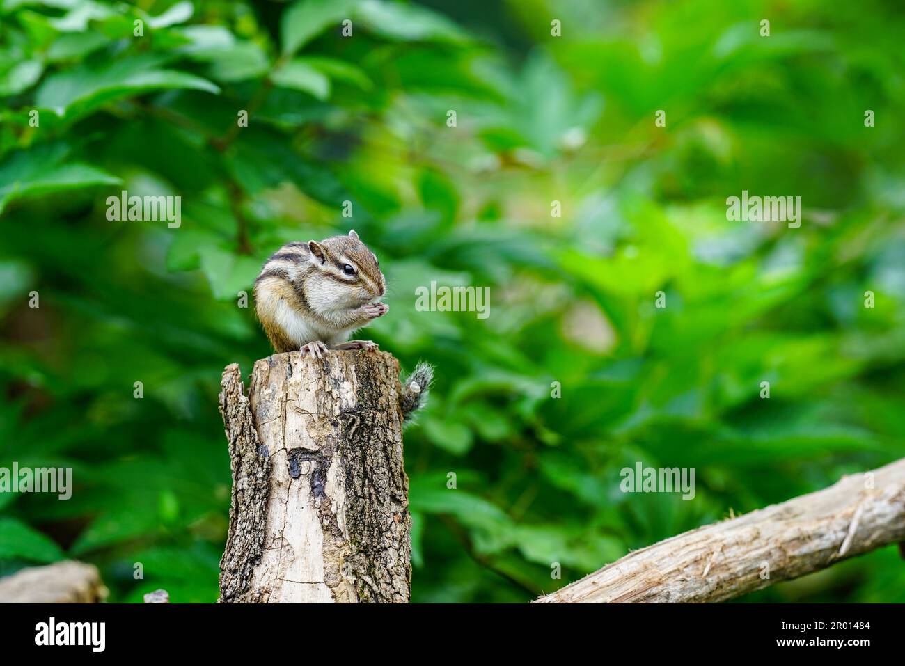 Cute chipmunks active in the forest Stock Photo - Alamy