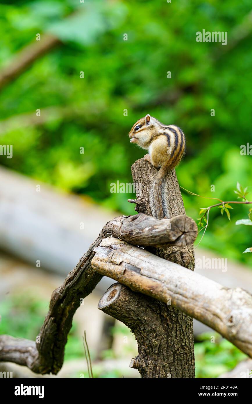Chipmunks hi-res stock photography and images - Alamy