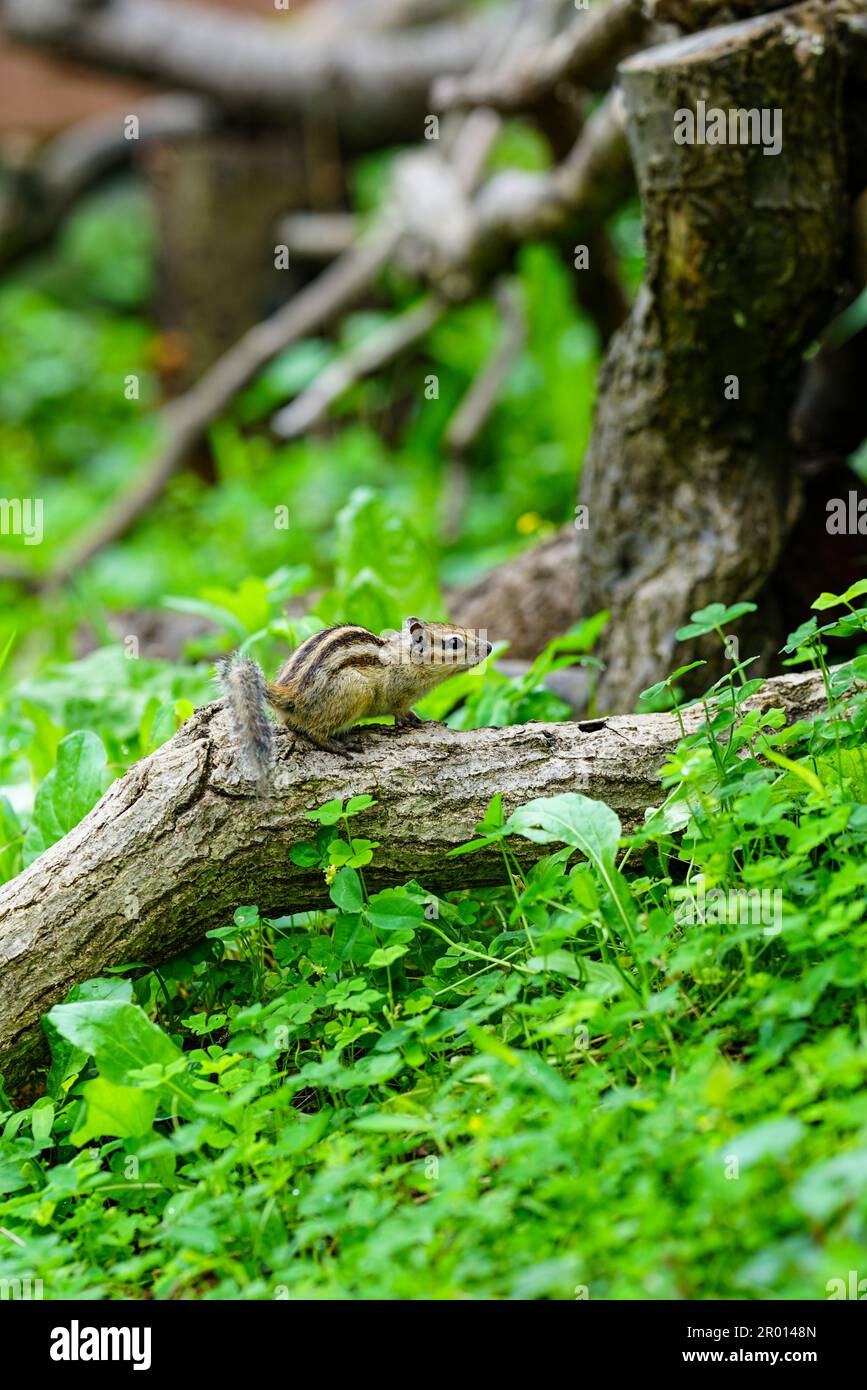 Cute chipmunks active in the forest Stock Photo - Alamy