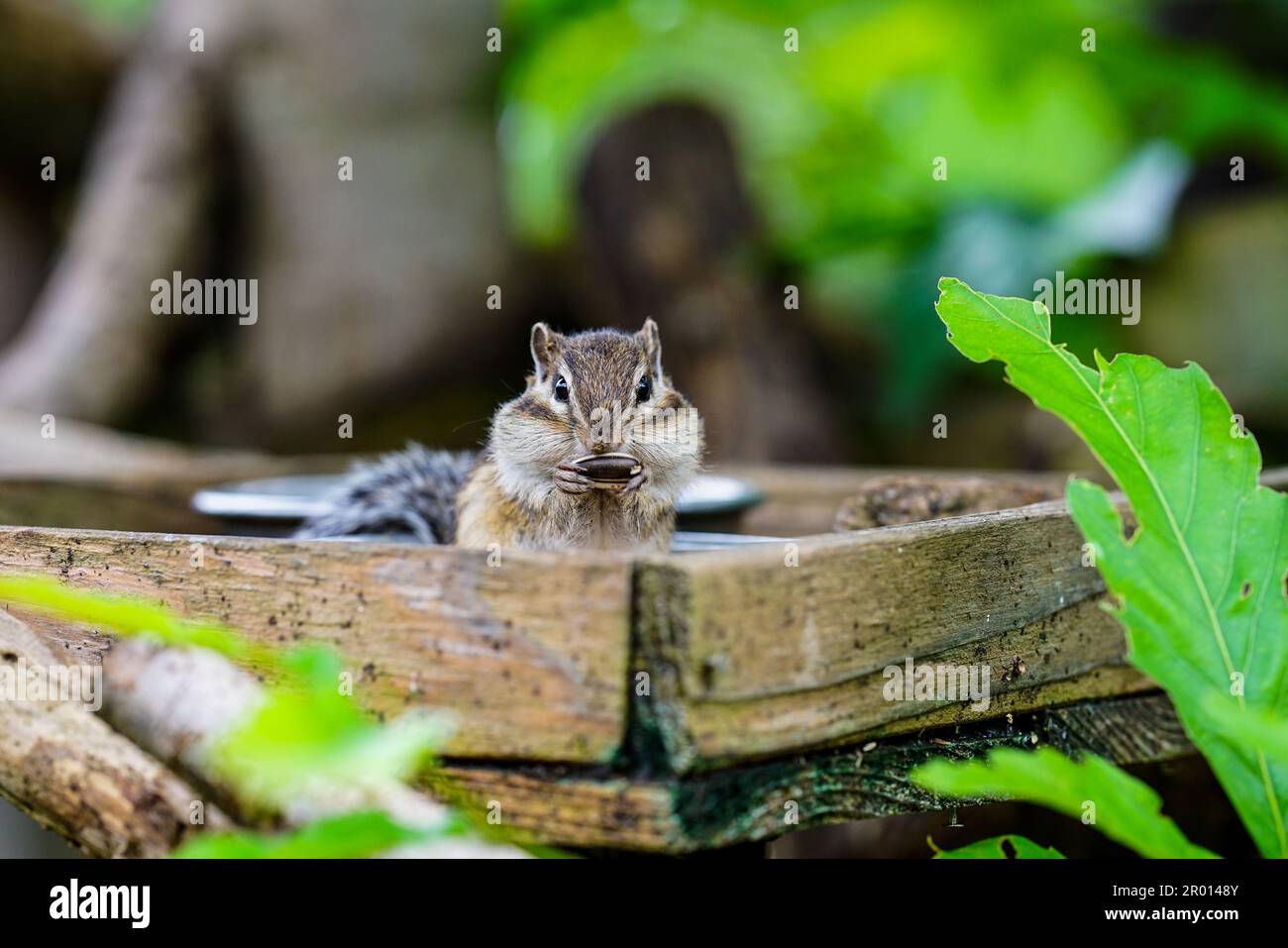 Cute chipmunks active in the forest Stock Photo - Alamy