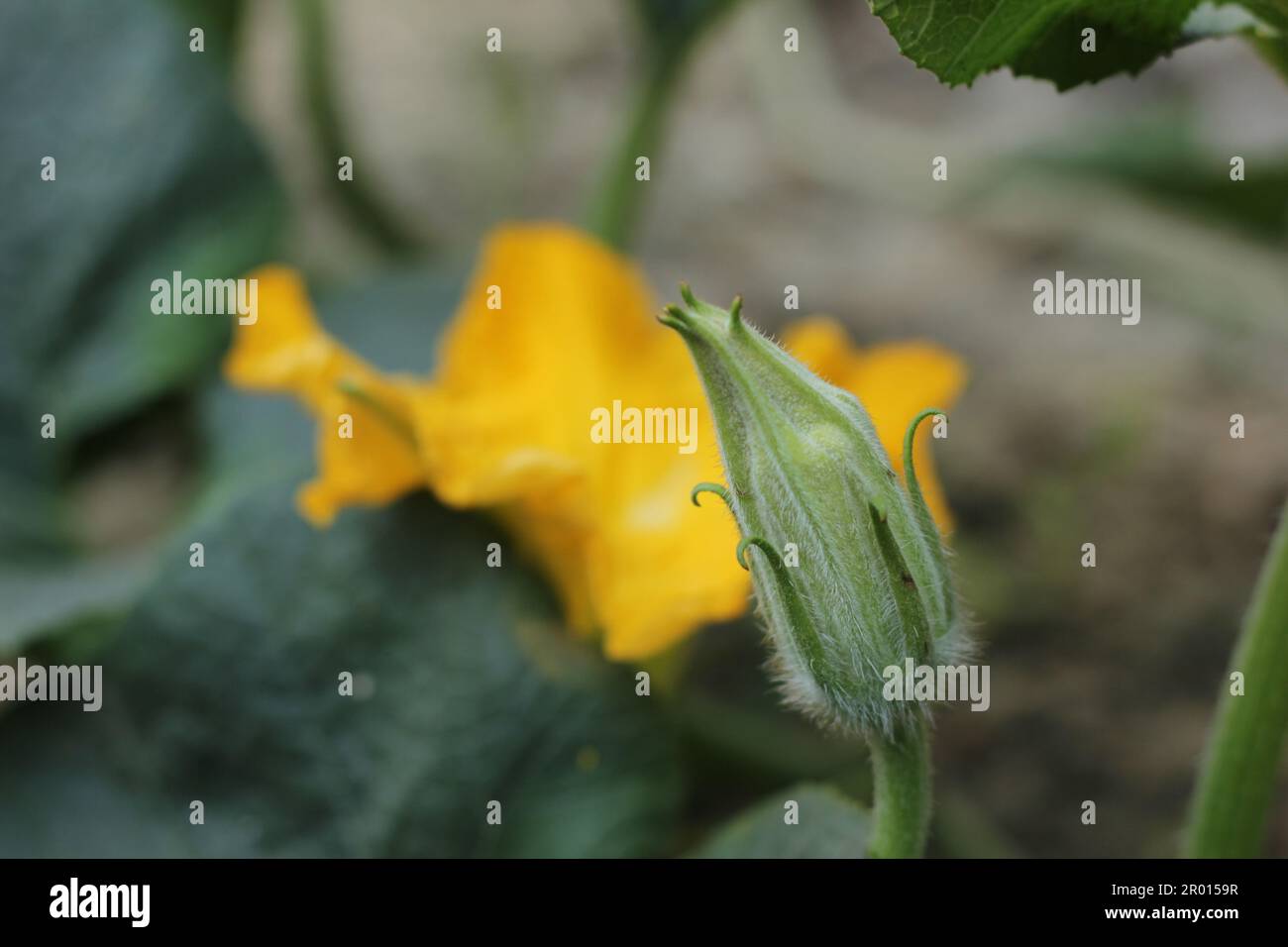 Baby Vegetable of Ladies Fingers or Ocra Stock Photo