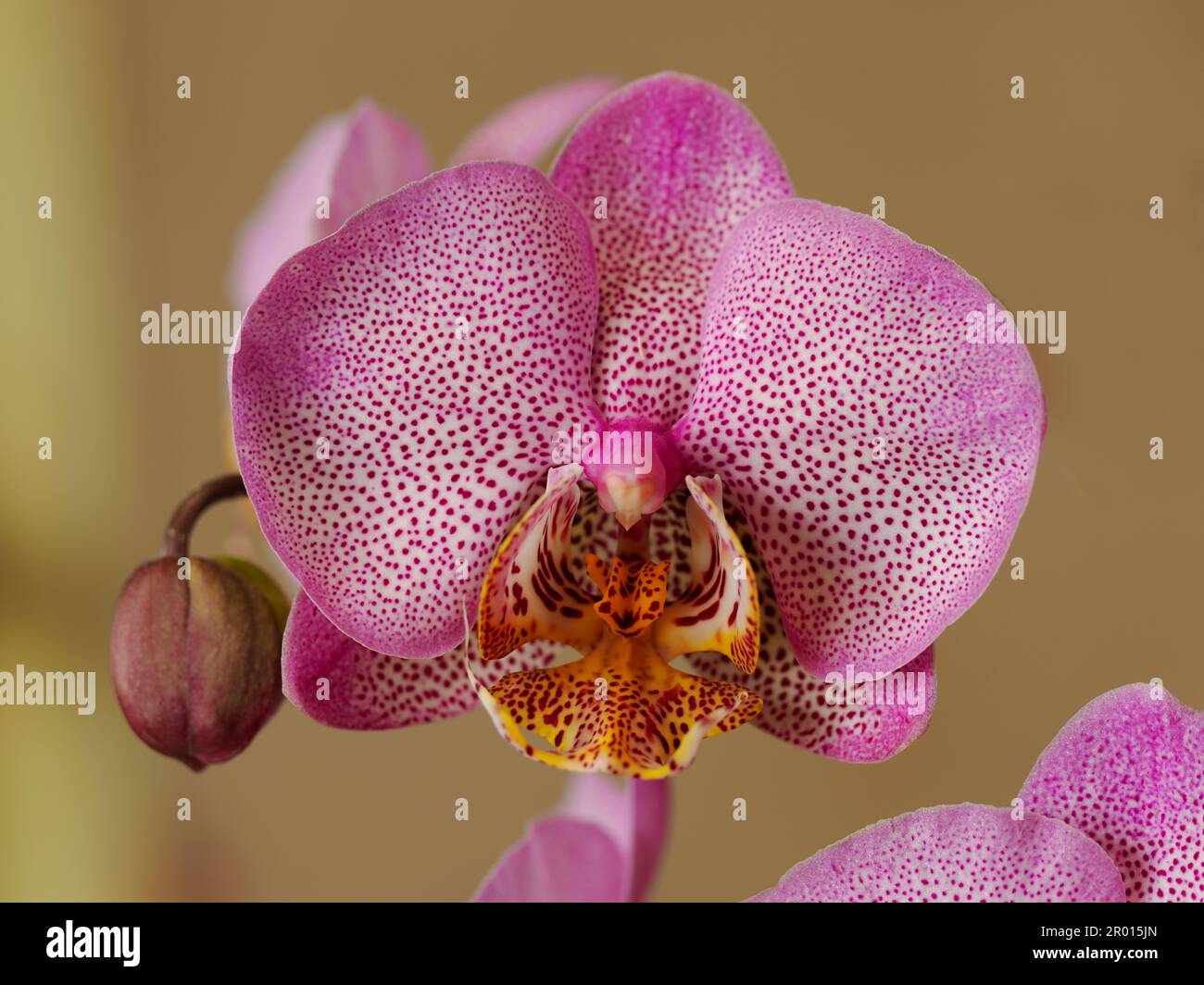 Macro of purple-spotted white orchid (Orchis) with one bud Stock Photo