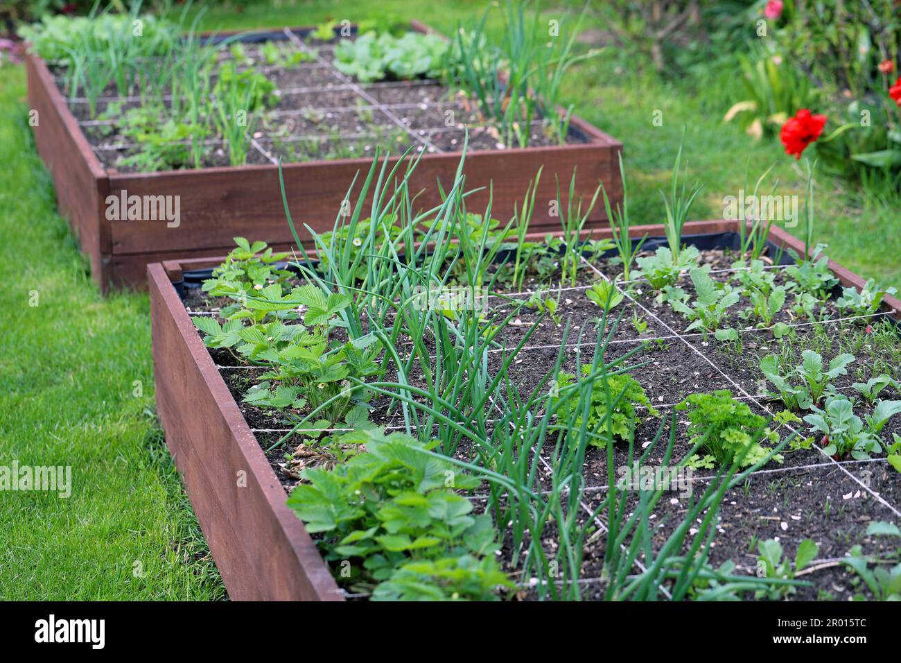 Raised beds growing vegetables hi-res stock photography and images - Alamy