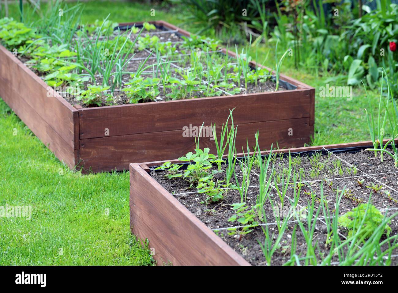 A modern vegetable garden with raised bricks beds. Raised beds