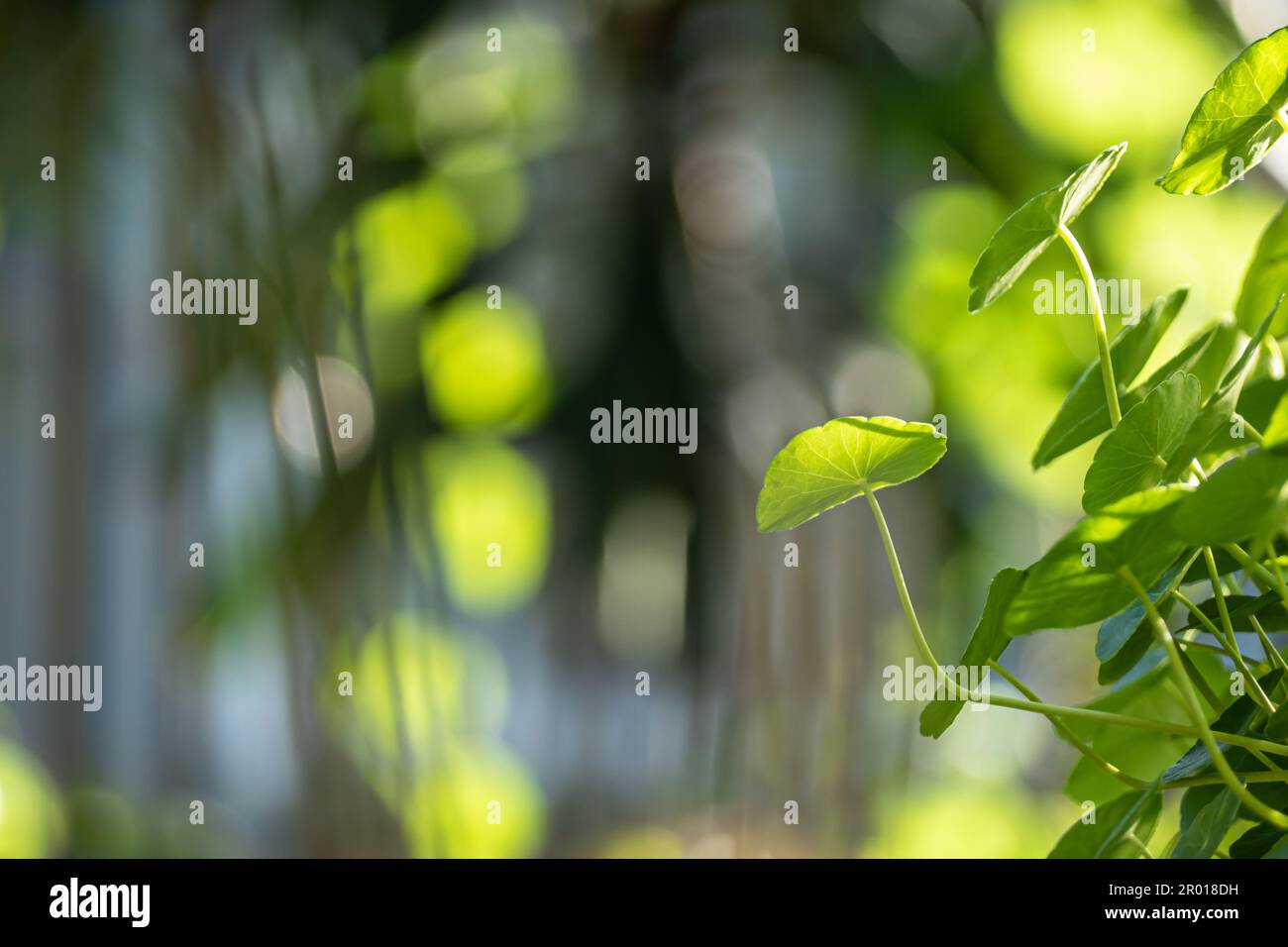 Full-frame leaves of Hydrocotyle umbellate as nature background Stock Photo