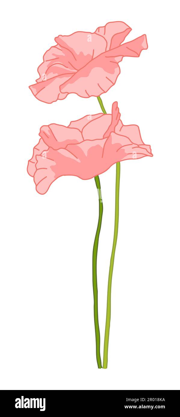 Beautiful opium poppy flower Cut Out Stock Images & Pictures - Alamy