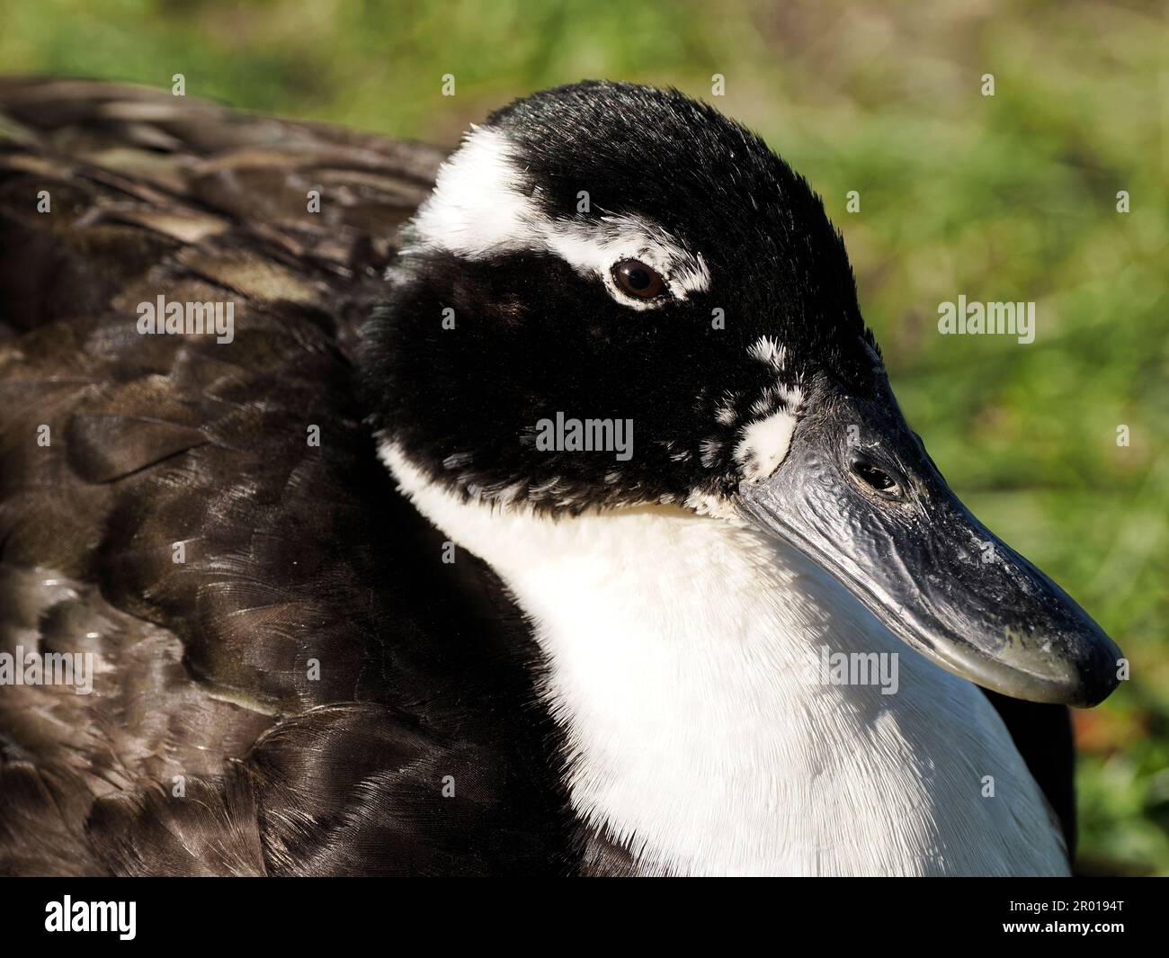 Duck with black head and white breastplate in bay of Somme ‘baie de Somme’ Stock Photo