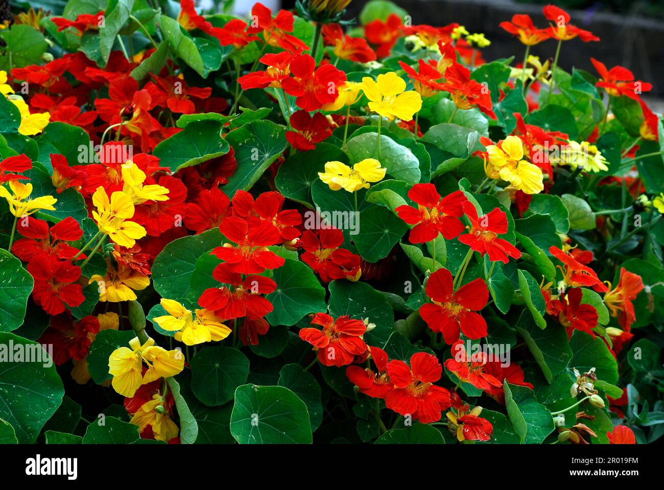 Flowerbed red and yellow nasturtiums (Tropaeolum majus) in french garden Stock Photo