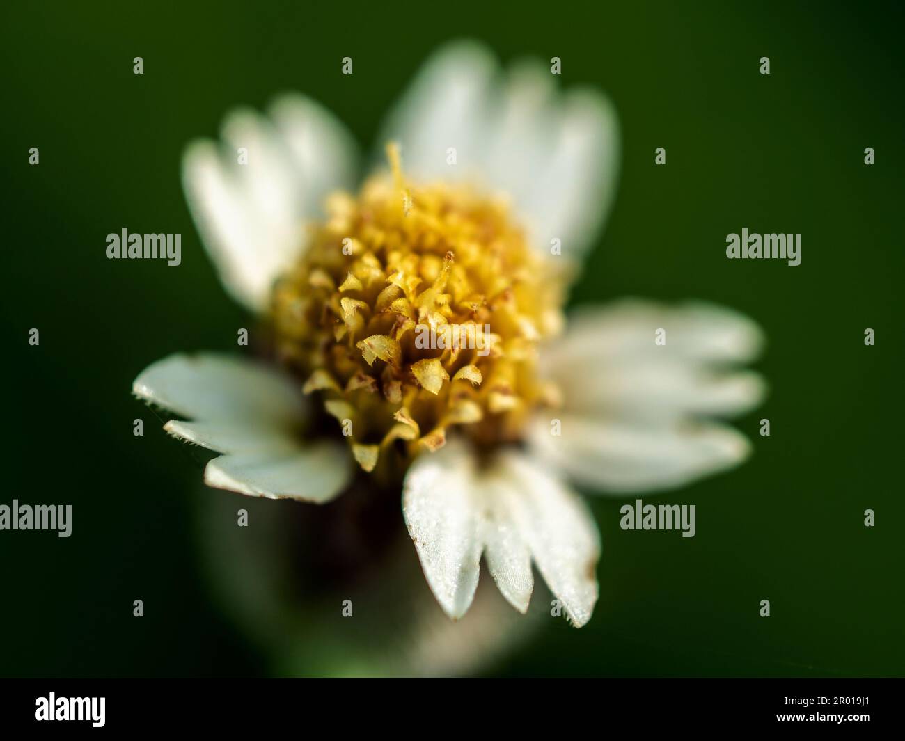 Close-up Tridax Daisy flower blooming Stock Photo