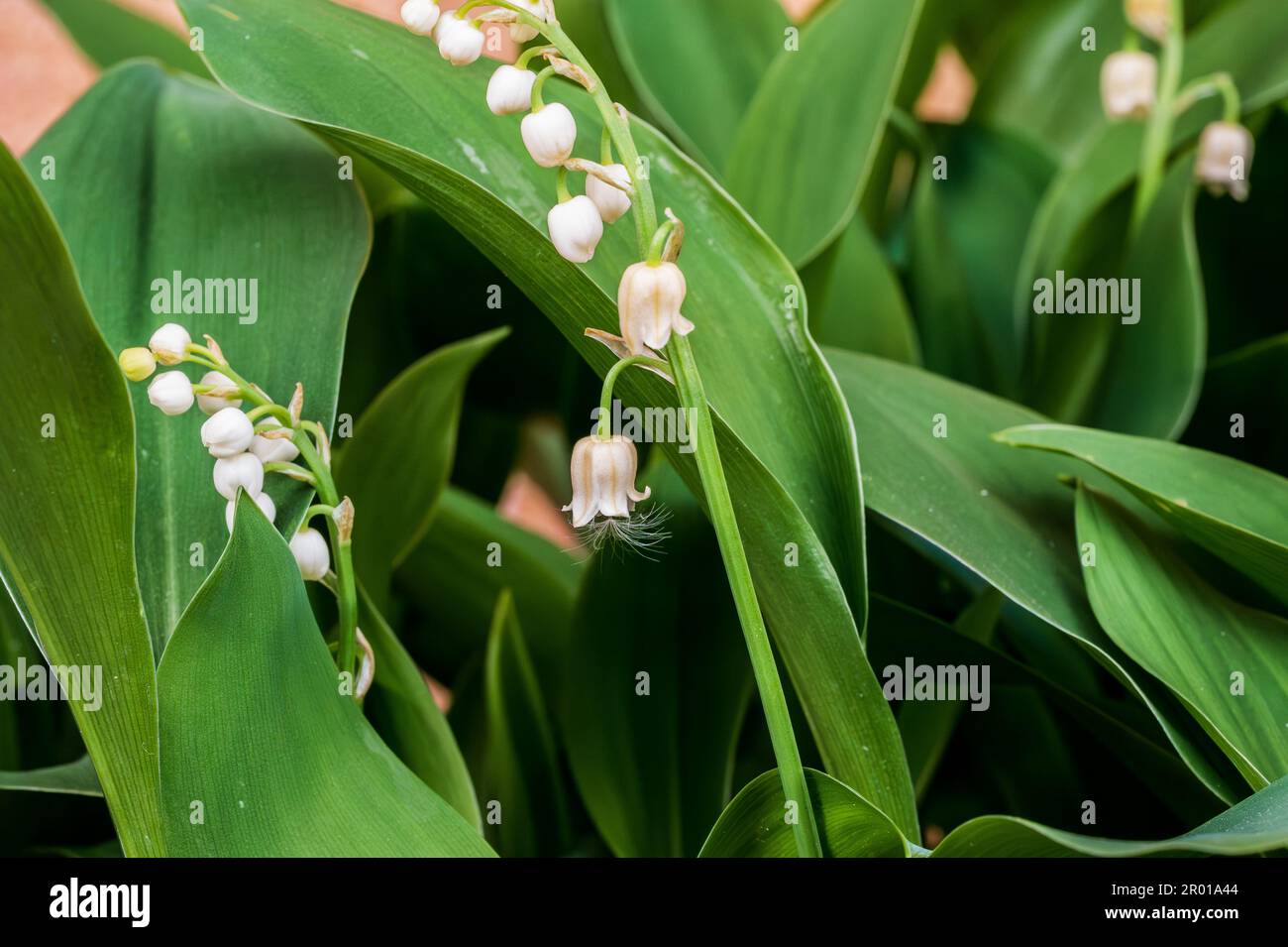 Lily of the valley is a rhizomatous perennial herbaceous plant ...