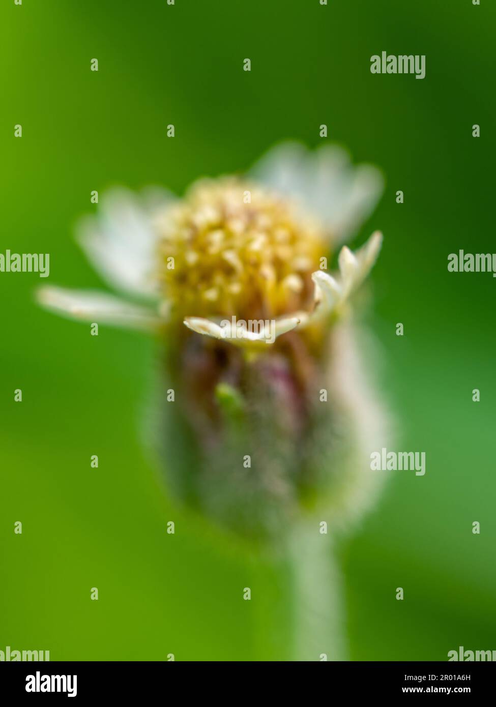 Close-up Tridax Daisy flower blooming Stock Photo
