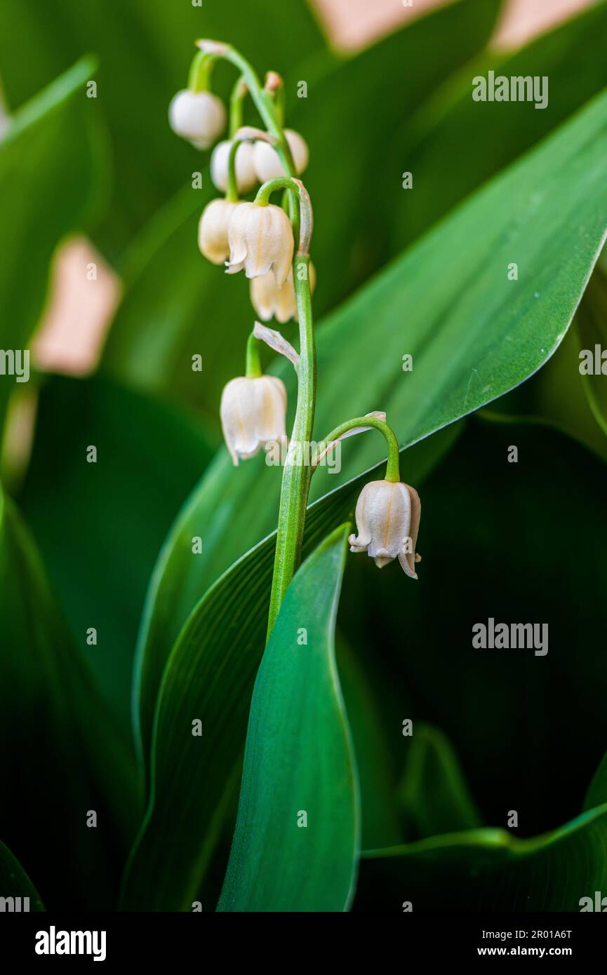 Lily of the valley is a rhizomatous perennial herbaceous plant ...