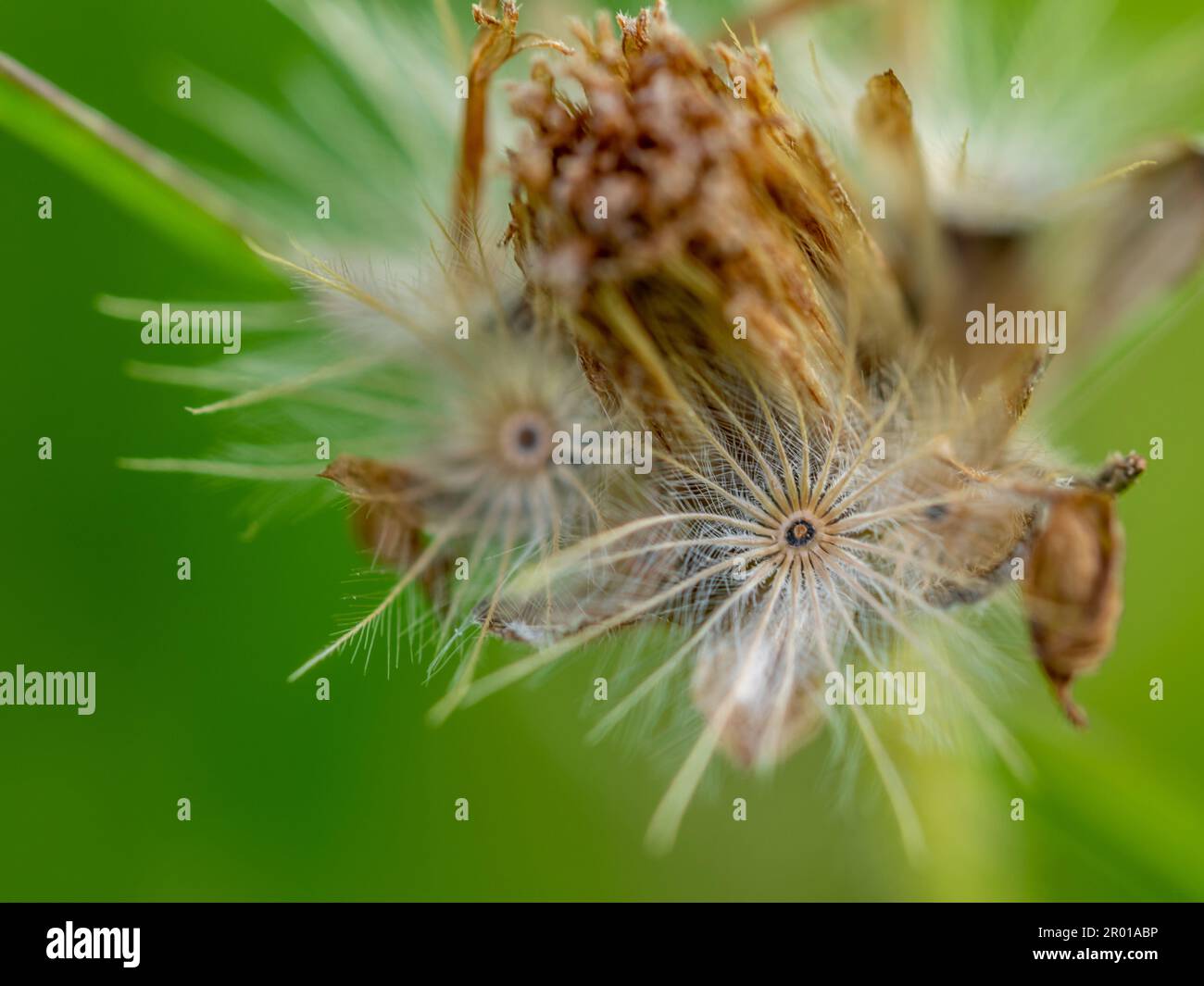 Close-up the seed of a Tridax Daisy flower when withering Stock Photo