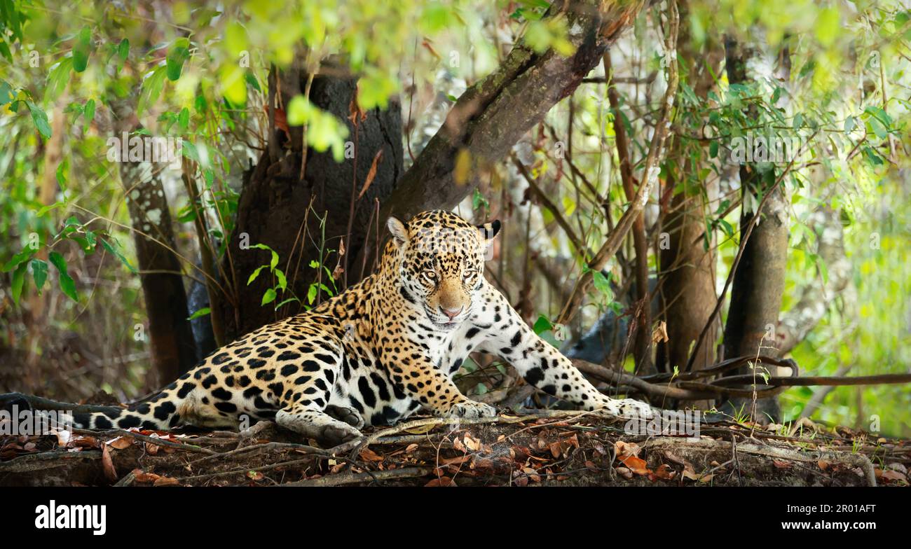 Jaguar animal face hi-res stock photography and images - Alamy
