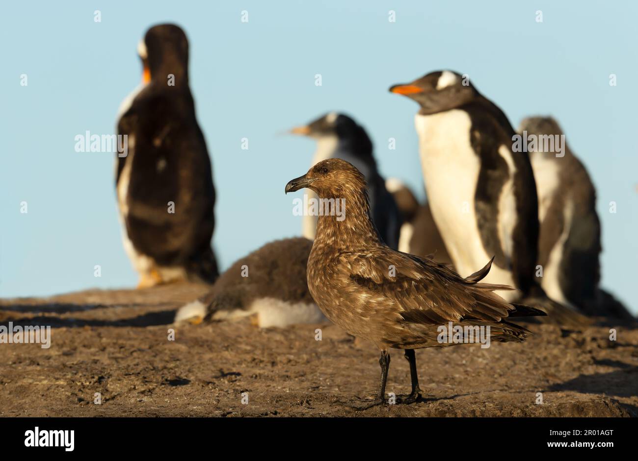 Falkland skua waiting to steal a penguin chick near gentoo penguin colony in the Falkland Islands. Stock Photo