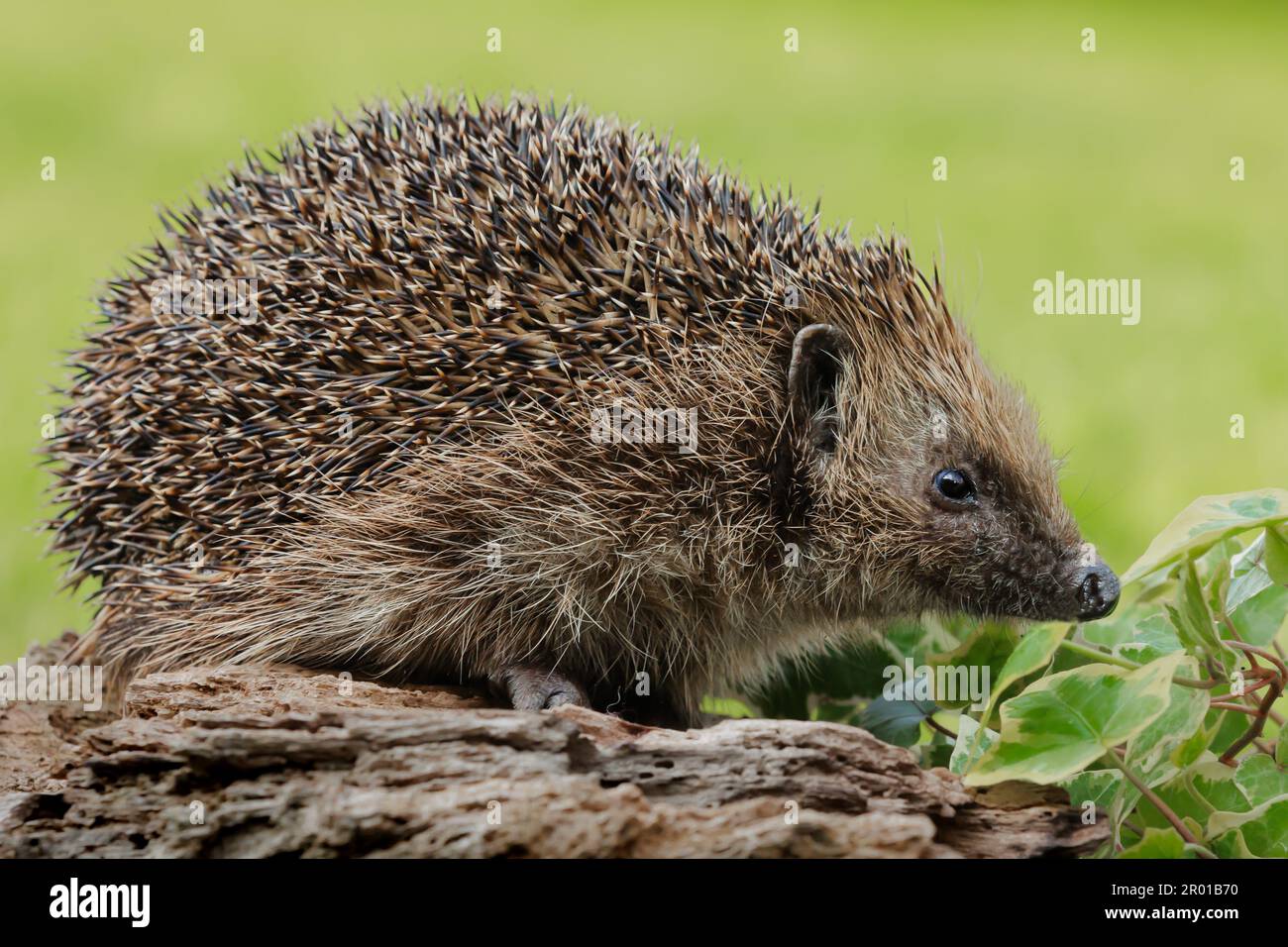 Close up of a wild, native European hedgehog foraging on a log and in green ivy.  Facing right. Clean background. Scientific name: Erinaceus Europaeus Stock Photo