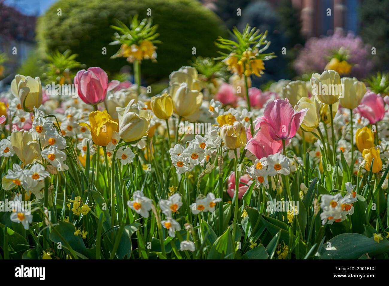 Many spring flowers in full bloom in a spring sunshine Stock Photo Alamy