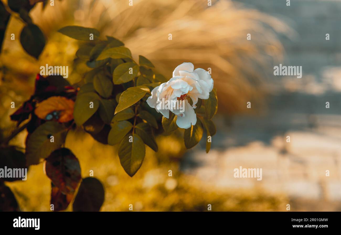 A closeup of white garden roses blooming during the golden hour Stock ...