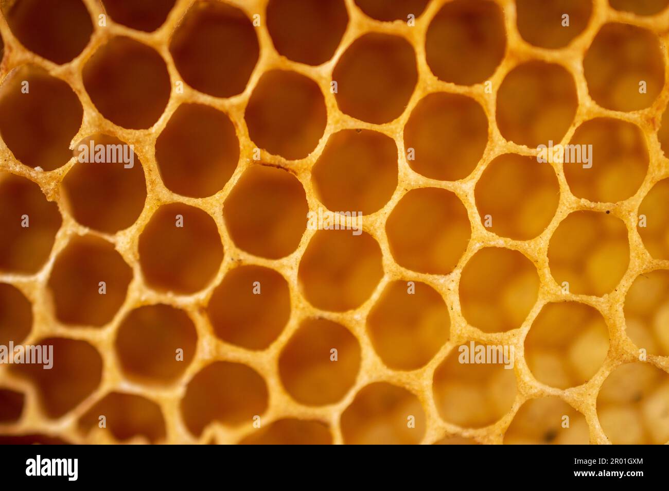 A honey comb is a mass of hexagonal prismatic wax cells built by honey bees  in their nests to contain their larvae and stores of honey and pollen Stock  Photo - Alamy