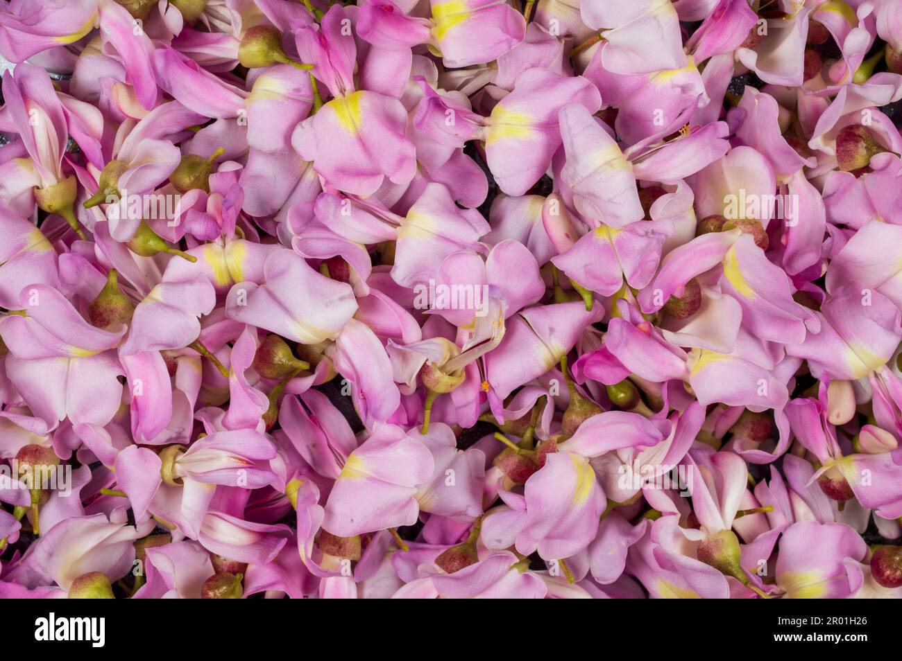 Indian light orange flowers hi-res stock photography and images - Alamy