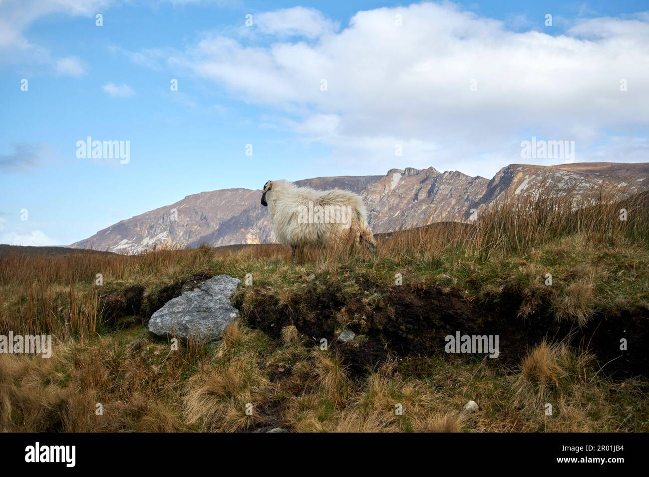 sheep walking along mountain bog seam near slieve league county donegal republic of ireland Stock Photo