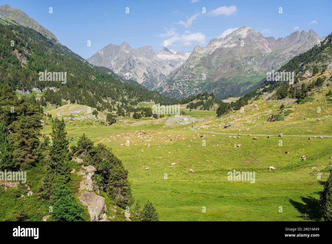 herd of cows in Plan dEstan, Benasque Valley, Huesca, Pyrenean mountain range, Spain. Stock Photo
