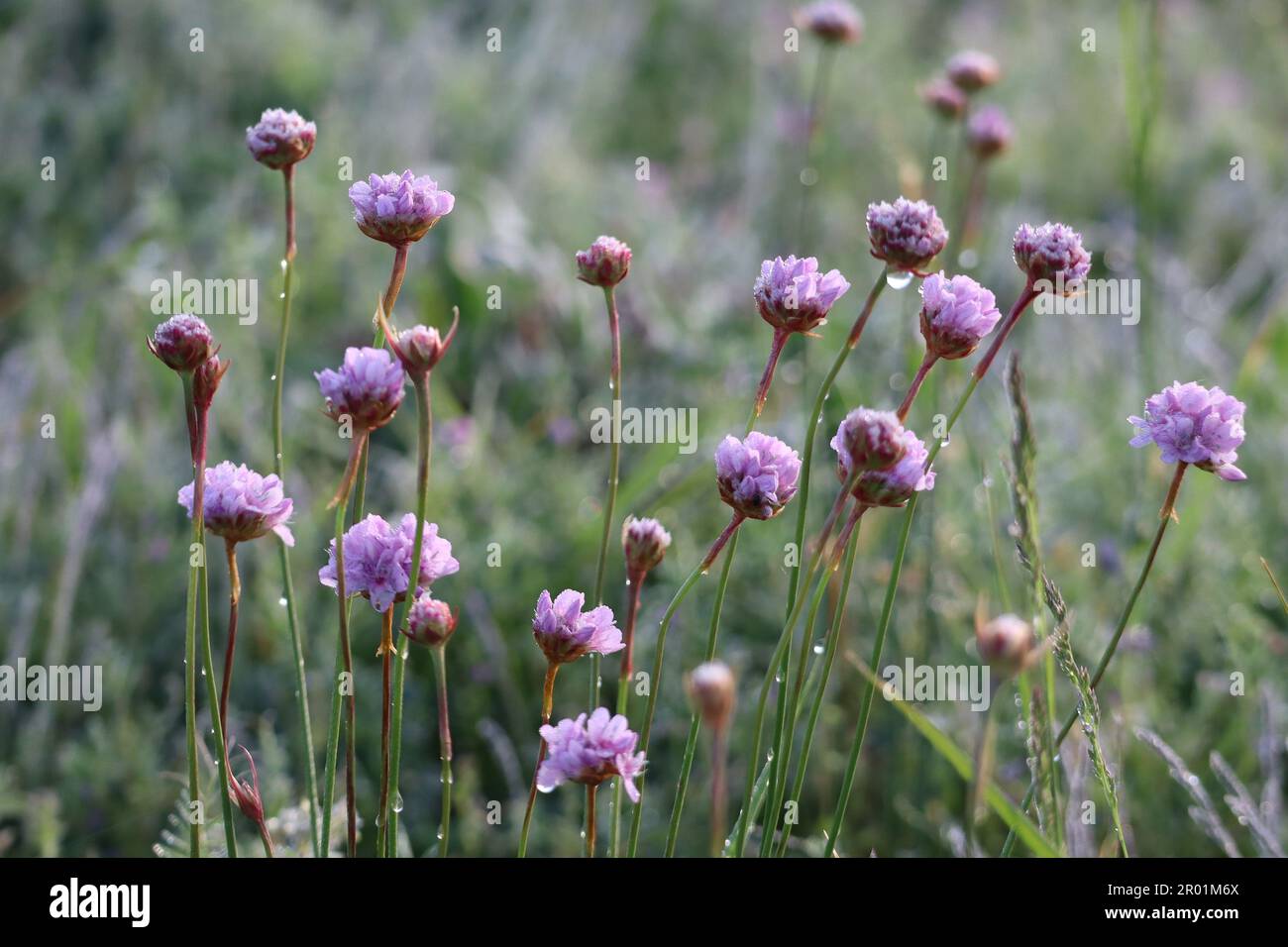 Plants rich in nectar hi-res stock photography and images - Alamy