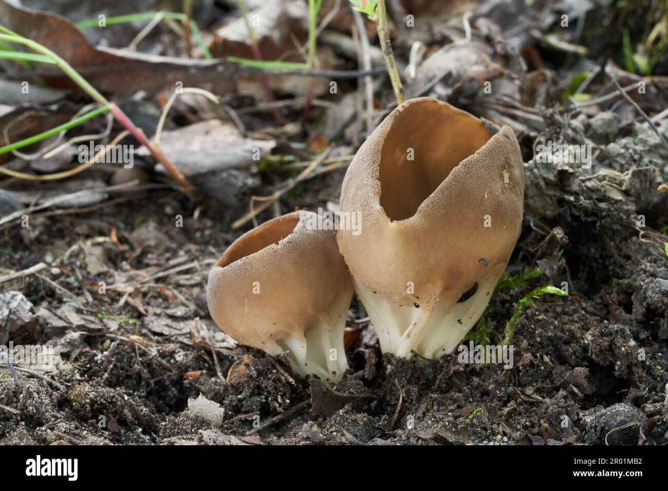 Edible mushroom Helvella acetabulum on the ground. Known as Vinegar Cup