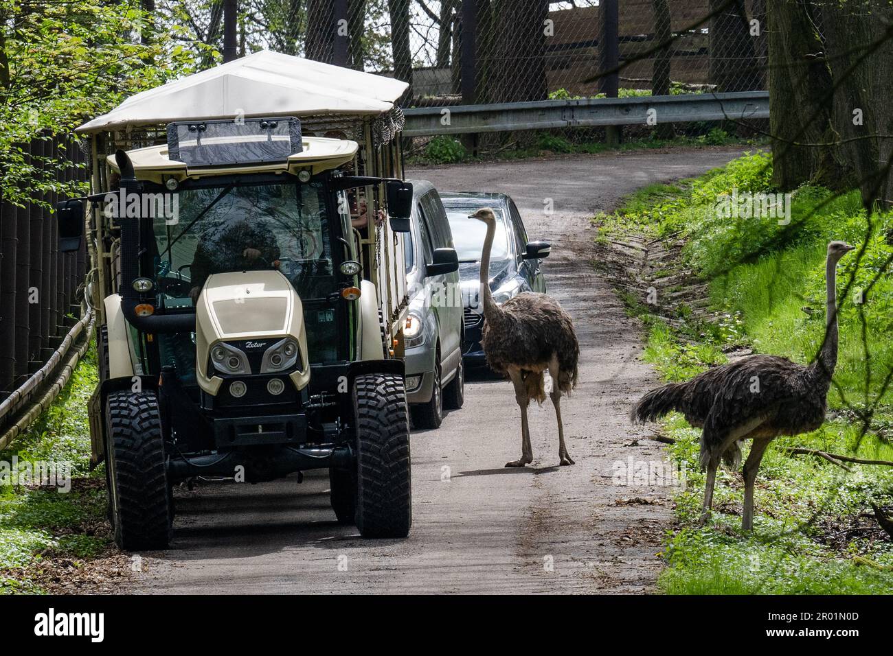 Visitors with own car in African Safari and Lion Safari in ZOO