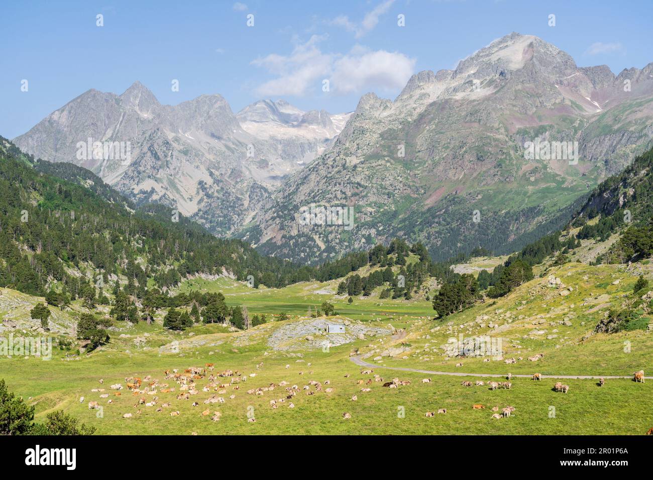 herd of cows in Plan dEstan, Benasque Valley, Huesca, Pyrenean mountain range, Spain. Stock Photo