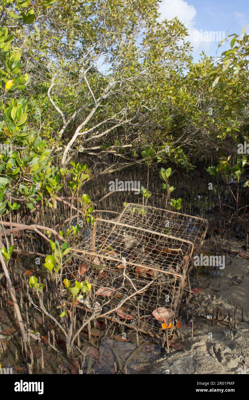 A lost crab trap in a mangrove swamp.Elliott Heads Bundaberg Queensland Australia Stock Photo