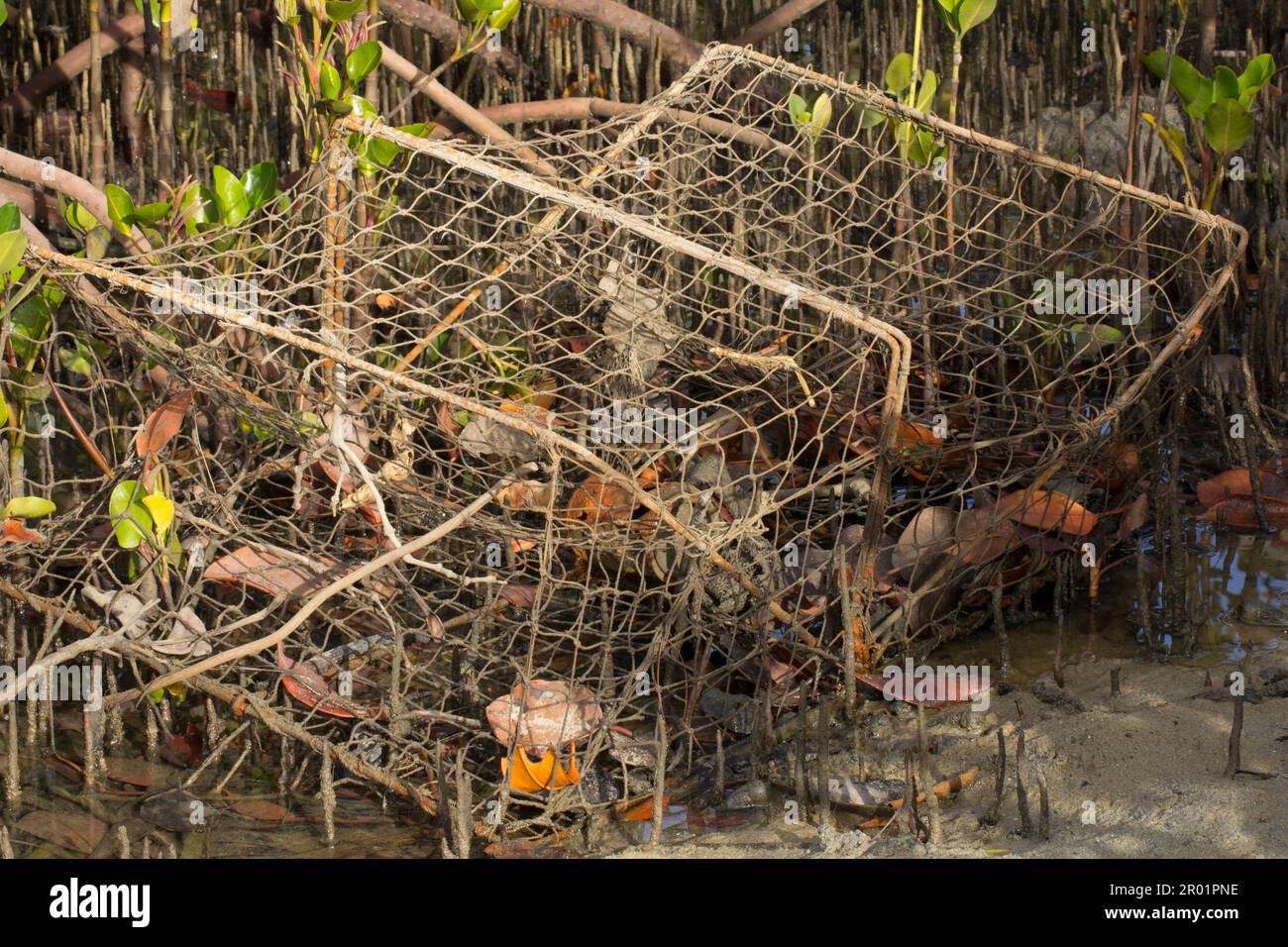 A lost crab trap in a mangrove swamp.Elliott Heads Bundaberg Queensland