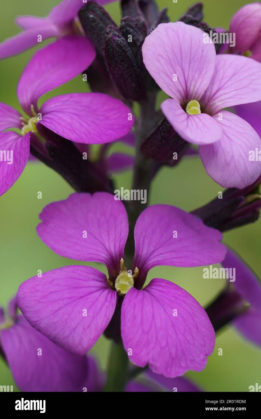 Natural vertical close-up on the purple flowers of a wallflower Erysimum cheiri Stock Photo