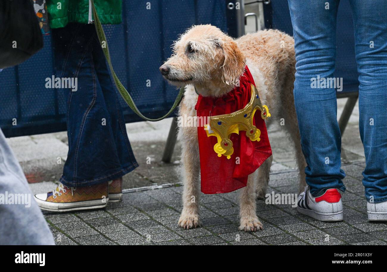 King charles dog jubilee hires stock photography and images Alamy