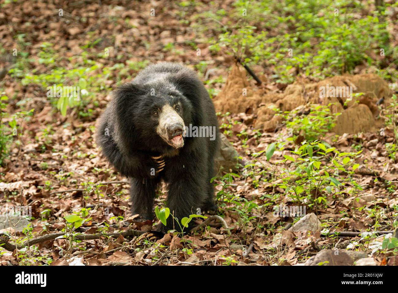Sloth bear or Melursus ursinus or Indian bear closeup wild adult male